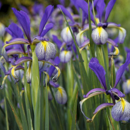 Ирис  spuria "Blue" (семена)
